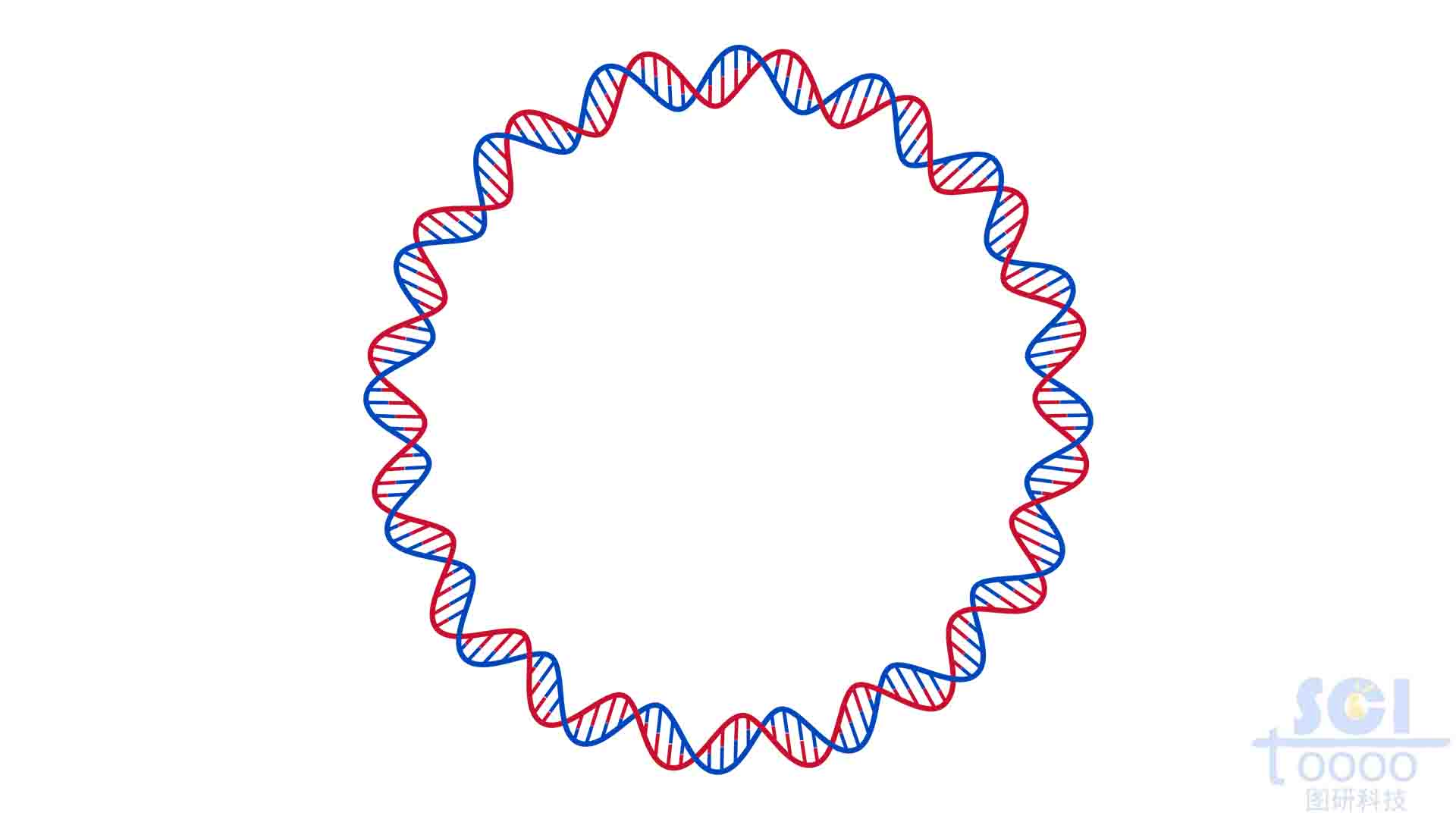 環(huán)狀DNA