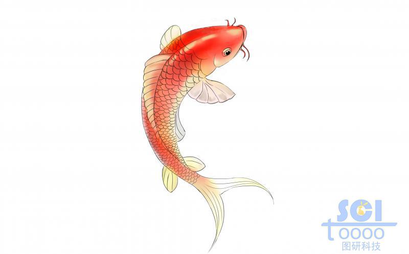 紅色鯉魚(yú)