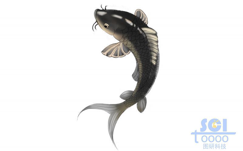 黑色鯉魚(yú)