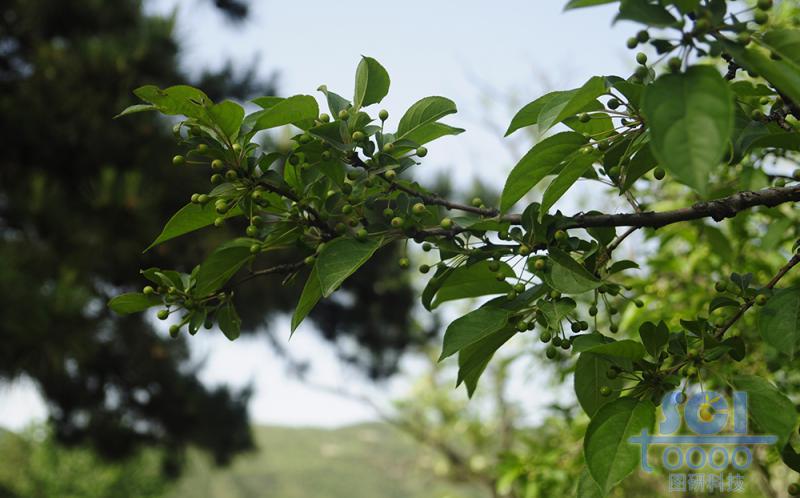 樹(shù)葉素材