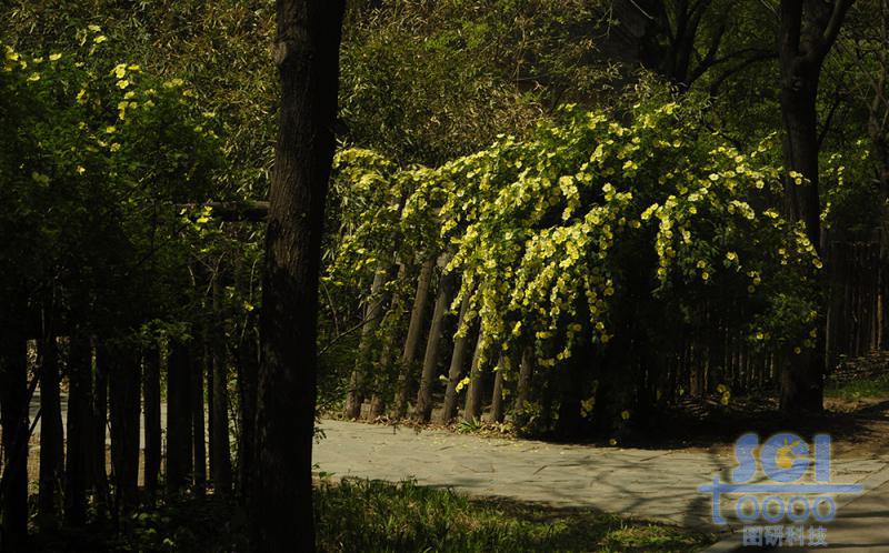 樹(shù)素材
