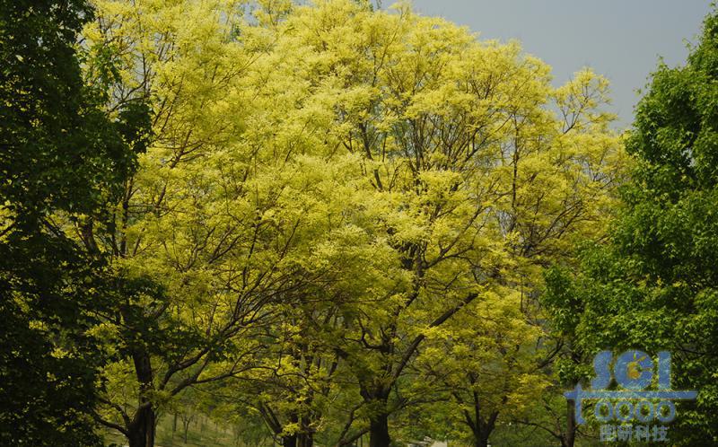 樹(shù)素材