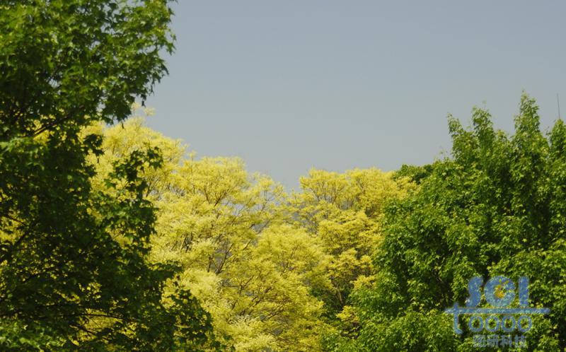 樹(shù)素材