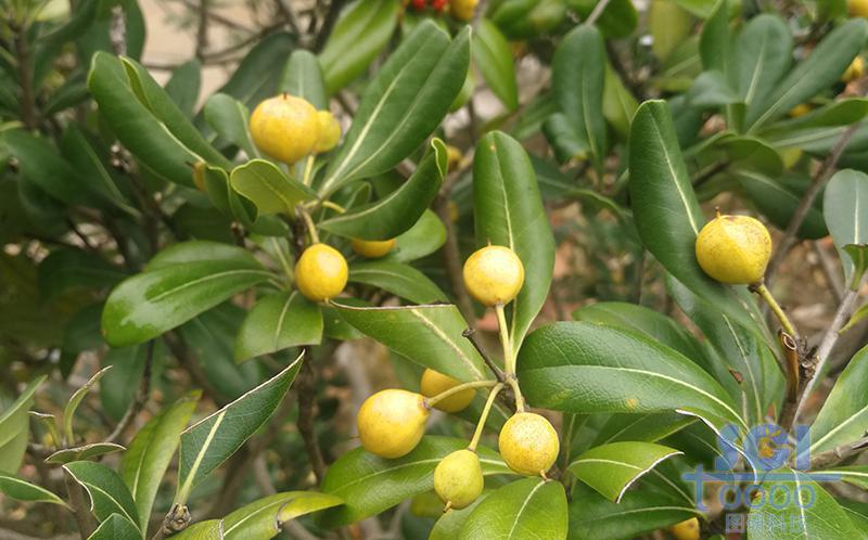 樹(shù)素材